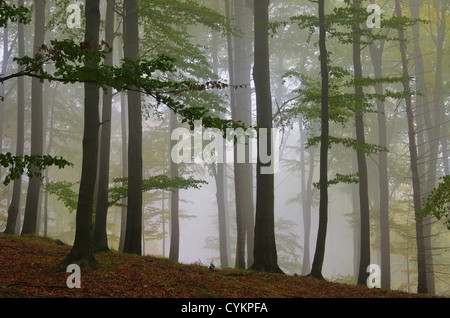 Buchenwald im Nebel - forêt de hêtres dans le brouillard 02 Banque D'Images