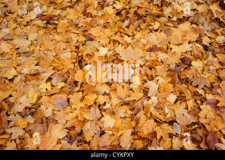 Jaune feuilles de l'été italien maple Acer opalus Banque D'Images