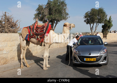 Camel Camel et Tracker sur le Mont des Oliviers à Jérusalem Banque D'Images