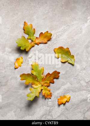 Close up of Autumn Leaves Banque D'Images
