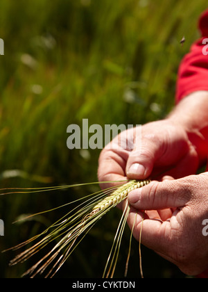 L'examen des tiges d'orge agriculteur dans le champ Banque D'Images