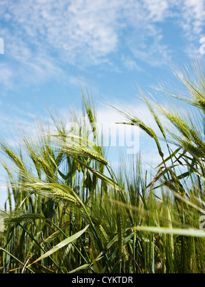 Close up de tiges d'orge dans le champ Banque D'Images