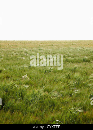 Domaine de l'orge blowing in wind Banque D'Images