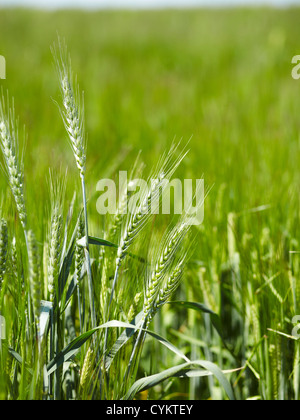 Close up de tiges d'orge dans le champ Banque D'Images