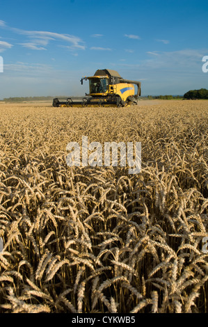 Harvester travaillant dans le champ des cultures Banque D'Images