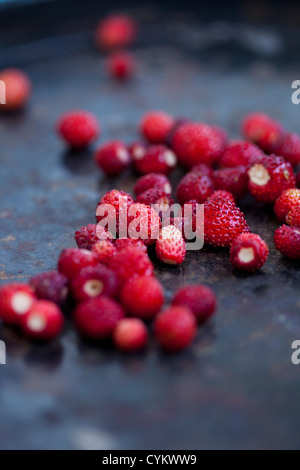 Close up de fraises sauvages Banque D'Images