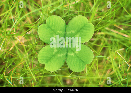 Close up of four leaf clover Banque D'Images