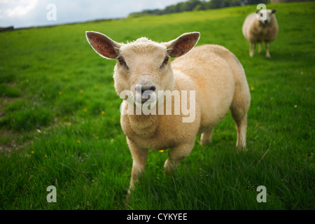 Close up of sheep in rural field Banque D'Images