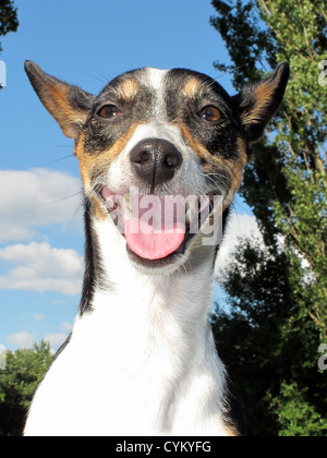 Jack Russell Terrier portrait dans le soleil smiling Banque D'Images