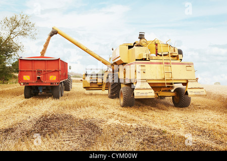 La récolte des cultures de céréales en tracteur field Banque D'Images