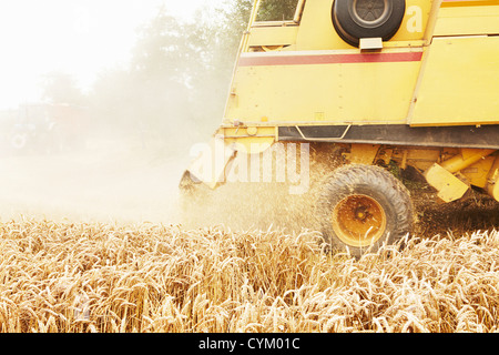 La récolte des cultures de céréales en tracteur field Banque D'Images