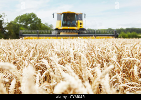 Harvester travaillant dans le champ des cultures Banque D'Images