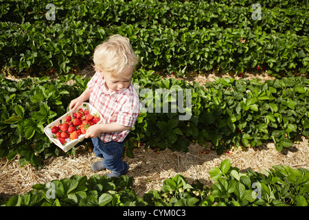 La cueillette des fraises dans le champ garçon Banque D'Images