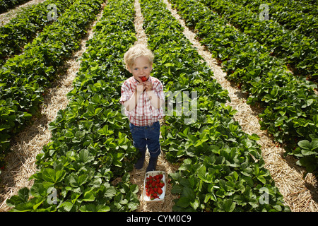 La cueillette des fraises dans le champ garçon Banque D'Images