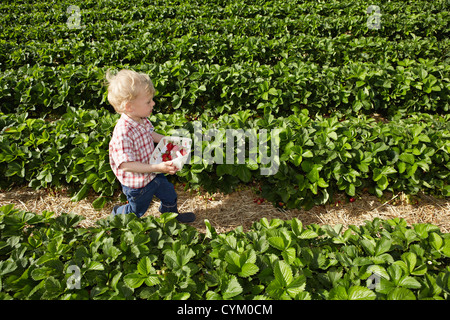 La cueillette des fraises dans le champ garçon Banque D'Images