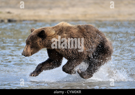 La pêche en rivière de l'ours grizzli, Katmai national park, Alaska, USA. Banque D'Images