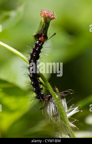 Caterpillar noire a été manger la fleur rose. Banque D'Images