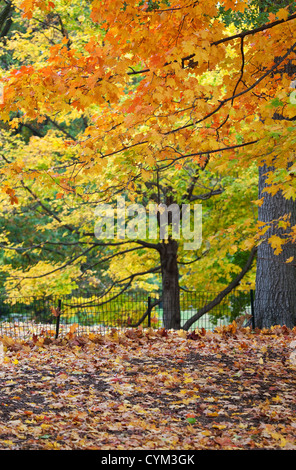 Feuillage d'automne dans Central Park, New York Banque D'Images
