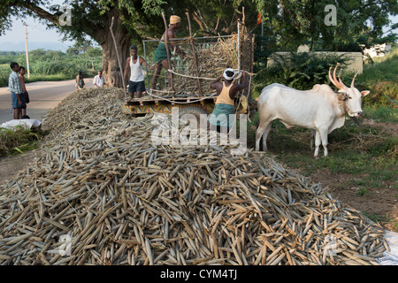 Les agriculteurs du village indien de mettre pearl millet graine conduit sur la route pour le séchage au soleil. L'Andhra Pradesh, Inde Banque D'Images