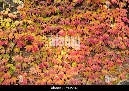 Prague, République tchèque. Les feuilles d'automne - Boston ivy / réducteur du Parthenocissus tricuspidata (Japonais) Banque D'Images