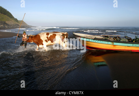 Une équipe de deux taureaux tire sur un bateau de pêche sur une barre de sable et dans la rivière Buchupureo. Banque D'Images