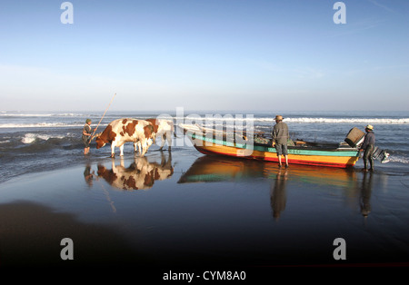 Une équipe de deux taureaux tire sur un bateau de pêche sur une barre de sable et dans la rivière Buchupureo. Banque D'Images