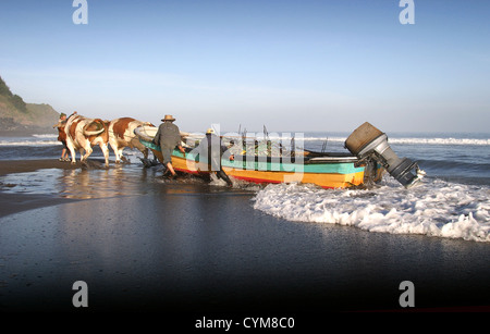 Une équipe de deux taureaux tire sur un bateau de pêche sur une barre de sable et dans la rivière Buchupureo. Banque D'Images