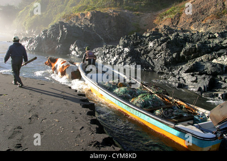 Une équipe de deux taureaux tire sur un bateau de pêche sur une barre de sable et dans la rivière Buchupureo. Banque D'Images