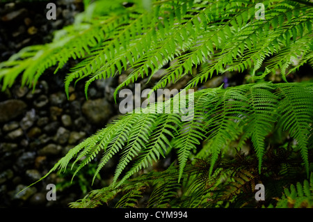 Dicksonia antarctica (soft tree fern fern), l'homme et la structure des feuilles close up Banque D'Images