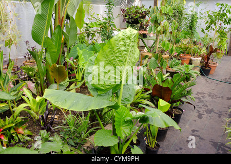 Dans un tunnel plein de plantes tropicales et exotiques Banque D'Images