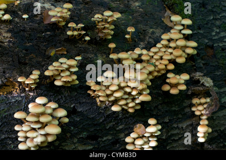 Touffe Hypholoma fasciculare (soufre), également connu sous le woodlover en cluster, poussant sur un log de Woodland, Allemagne. Banque D'Images