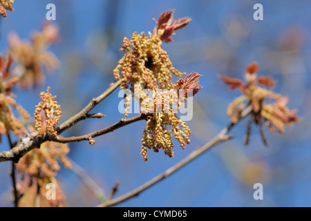 Chêne rouge Quercus rubra, fleurs Banque D'Images
