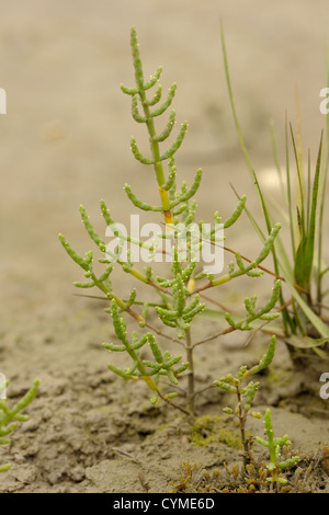 La salicorne Salicornia europaea, commune ou passe-pierre Banque D'Images