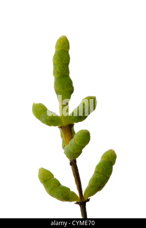 La salicorne Salicornia fragilis, jaune ou Salicornia procumbens agg. Banque D'Images