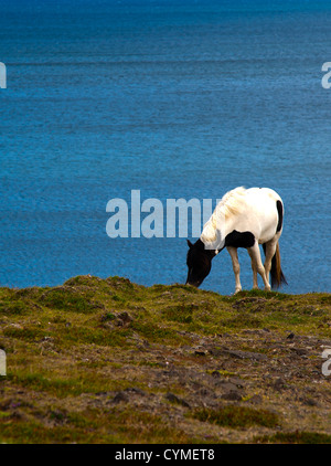 Cheval, Islande Banque D'Images