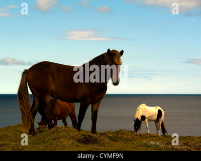 Islande de chevaux Banque D'Images