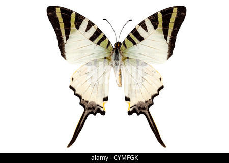 Espèces de papillons Graphium antiphates isolé sur fond blanc Banque D'Images