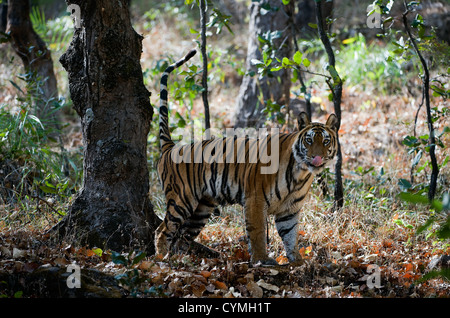 Tigre du Bengale. (Panthera tigris tigris ) Banque D'Images