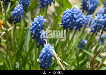 Muscari à grappe. Banque D'Images