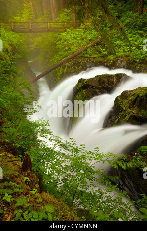 WA05710-00...WASHINGTON - Sol Duc Falls dans le Sol Duc Forêt tropicale du Parc National Olympique. Banque D'Images