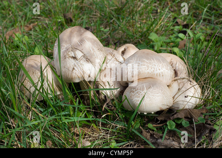 Champignons Agaricus arvensis cheval, sur le terrain Banque D'Images