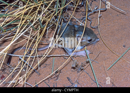 Jeune Rat kangourou d'Ord (Dipodomys ordi) reposant dans un abri d'arbuste herbacé, Utah-NOUS Banque D'Images