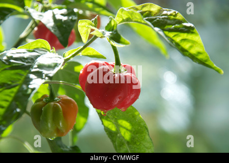 Fiery très frileux Scotch Bonnet 'poivrons Capsicum Chinensis' encore en croissance et de la maturation sur la plante. Ils se trouvent principalement dans les îles des Caraïbes. Banque D'Images