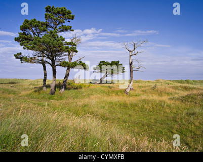 Groupe de pins laricio dans les dunes près de la Moray Firth, Sutherland, Scotland Banque D'Images