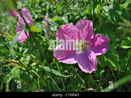 Rosa rugosa rose dans une haie Banque D'Images