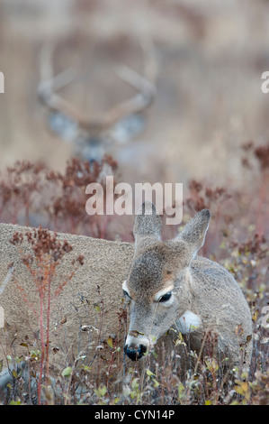 La navigation sur une biche est soigneusement examiné par un mâle à proximité pendant le rut de cerfs, l'ouest du Montana Banque D'Images