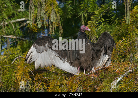 Urubu en Floride dans un cyprès avec ailes déployées au soleil pendant les heures tôt le matin dans la région de Lake County Florida USA Banque D'Images