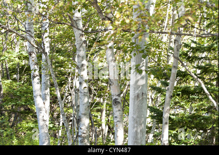 Les bouleaux enveloppé dans un beau soleil chaud Banque D'Images