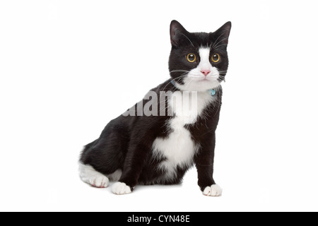 Chat noir et blanc devant un fond blanc Banque D'Images