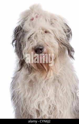 Old English Sheepdog devant un fond blanc Banque D'Images